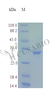 CSB-AP000111HU
