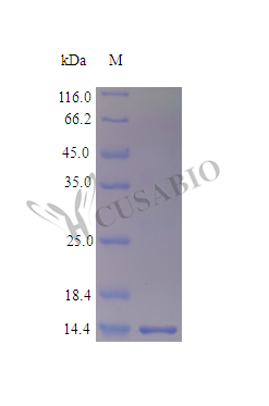 CSB-AP000471HU
