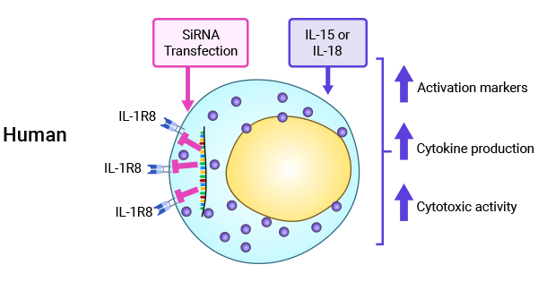 SIGIRR(IL-1R8)在调控NK细胞功能中的重要性