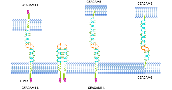 CEACAMs的结构及亲和性相互作用