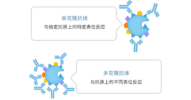 单克隆抗体和多克隆抗体的主要区别