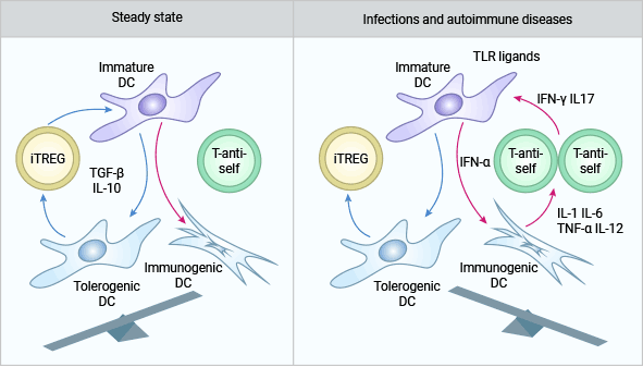 IL-10和TGF-β参与CD4+CD25+Treg(iTREG)的免疫调节作用机制