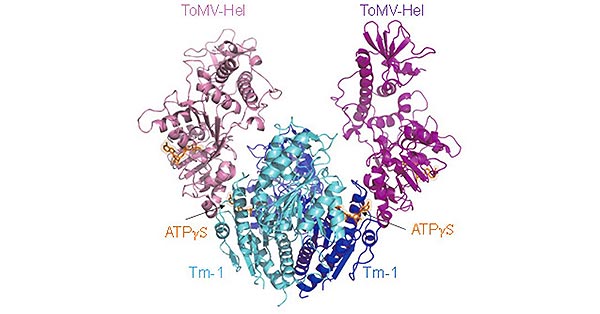 ToMV-Hel和Tm-1(431)配合物的晶体结构