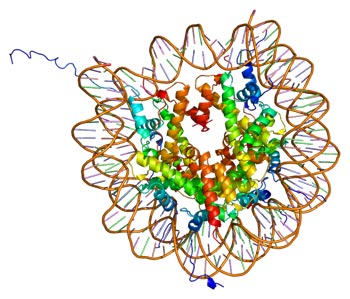核心组蛋白H2A/H2B/H3/H4的三维结构