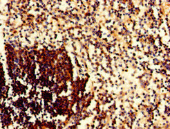 CSB-PA004957LA01HU