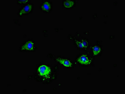CSB-PA008968HA01HU