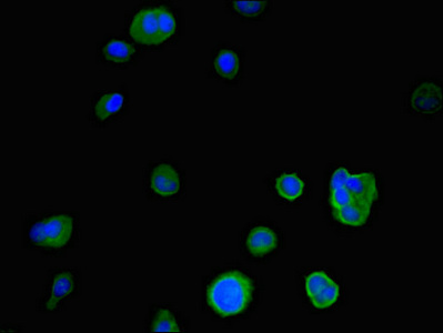 CSB-PA011002LA01HU