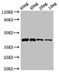 CSB-PA871029LA01COAD WB