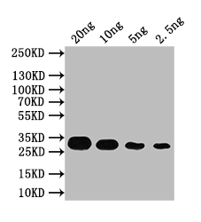 CSB-PA158189XA01OFG WB