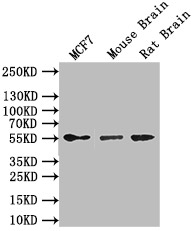 CSB-MP4278MOV SDS-PAGE