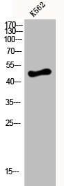 CSB-PA002055