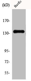 CSB-PA002129