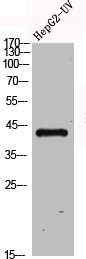 CSB-PA002756
