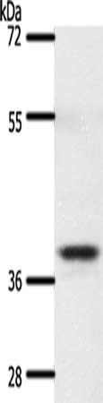 CSB-PA254587