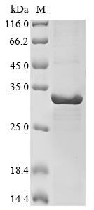 CSB-EP018001HU