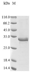 CSB-EP857869HU