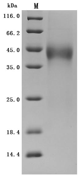 CSB-MP023437HU SDS