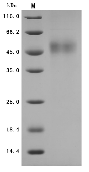 CSB-MP023437RB SDS