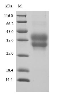 CSB-MP619964HU1-SDS