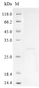 CSB-YP007830HU1