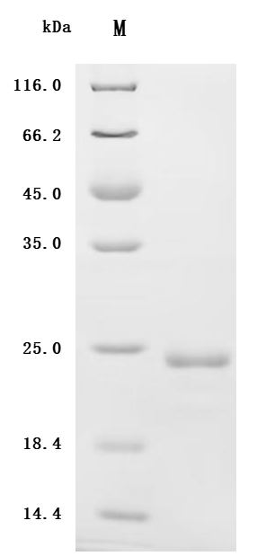 CSB-EP015308HUc7 Purity Verified