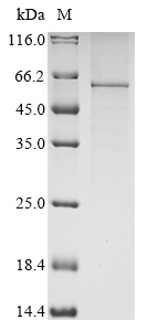 CSB-YP012898HU SDS