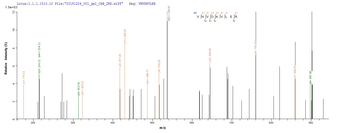 CSB-EP025781HU