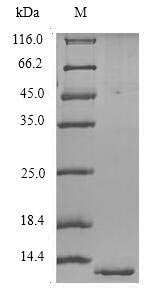 CSB-YP010232HU