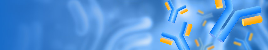 DT3C,抗体内化效率评估的新工具