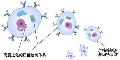 哺乳动物细胞表面展示技术