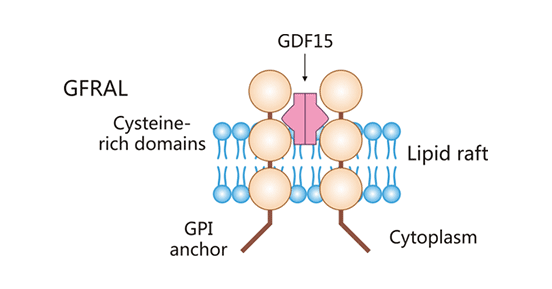 GFRAL结构示意图
